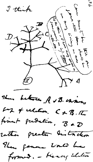 Рисунок из записной книжки Дарвина, сделанный в 1837 году (через год после возвращения из кругосветного плавания на «Бигле»). На этом рисунке впервые в графической форме представлена идея происхождения различных видов живых существ от единого предка. Изображение с сайта talkingsquid.net