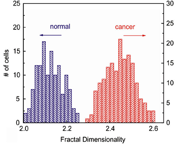 Рис. 2. Распределение фрактальных размерностей адгезионных карт нормальных (фиолетовый цвет) и раковых (красный цвет) клеток. Рисунок из обсуждаемой статьи в Phys. Rev. Lett.