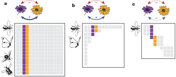Три варианта структуры мутуалистических связей в сообществе растений и насекомых-опылителей. Рис. из обсуждаемой статьи Bastolla et al.
