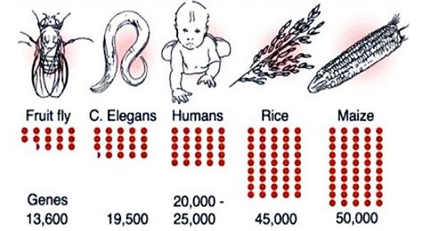 У кукурузы генов в два раза больше, чем у человека, а у червяка — примерно столько же. Объяснить этот феномен ученые пока не могут. Рисунок с сайта bio.fizteh.ru