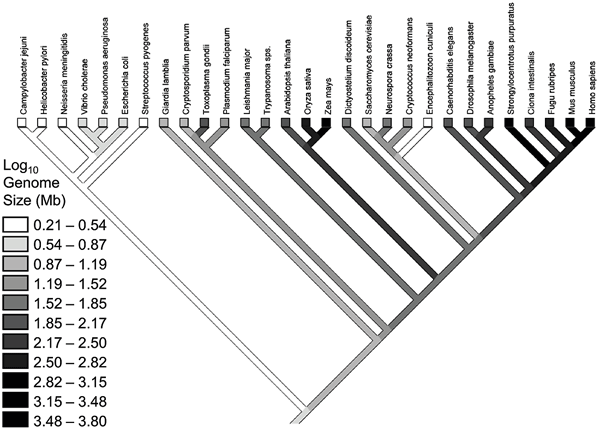 Рис. 2. Набор видов и филогенетическое древо для них с оценками размера генома, использованные американскими учеными. Изображение из обсуждаемой статьи в PLoS Genetics